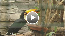 Weltvogelpark Walsrode